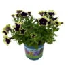 Petunien 'Cascadias™ Rim Magenta', Dunkel&creme, Hängend, Topf-Ø 13 Cm, 6er-Set -Gartentopf Geschäft 0613170111 KB Petunia T13 Cascadias Rim Magenta 6er Set WS 5 110953