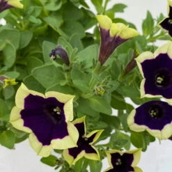 Petunien 'Cascadias™ Rim Magenta', Dunkel&creme, Hängend, Topf-Ø 13 Cm, 6er-Set 17 Petunien 'Cascadias™ Rim Magenta', Dunkel&creme, Hängend, Topf-Ø 13 Cm, 6er-Set -Gartentopf Geschäft 0613170111 KB Petunia T13 Cascadias Rim Magenta 6er Set WS 8 110844