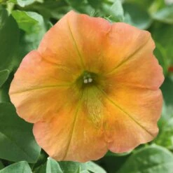 Petunie 'Famous Apricot' Orange-gelb, Hängend, Topf-Ø 13 Cm, 6er-Set -Gartentopf Geschäft 0613170178 petunia famous apricot 1 122812