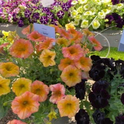 Petunie 'Famous Apricot' Orange-gelb, Hängend, Topf-Ø 13 Cm, 6er-Set -Gartentopf Geschäft 0613170178 petunia famous apricot 3 122811