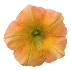 Petunie 'Famous Apricot' Orange-gelb, Hängend, Topf-Ø 13 Cm, 6er-Set -Gartentopf Geschäft 0613170178 petunia famous apricot 5 122809