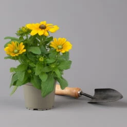 Pflanzenset 'Spätsommer-Gold' Gelb-orange, Topf-Ø 12 Cm, 4er-Set -Gartentopf Geschäft 0615400008 KB Spaetsommer Gold T12 4erSet orange gelb 11 126541