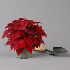 Pflanzenset 'Spätsommer-Gold' Gelb-orange, Topf-Ø 12 Cm, 4er-Set -Gartentopf Geschäft 0615400008 KB Spaetsommer Gold T12 4erSet orange gelb 12 126540