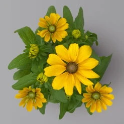 Pflanzenset 'Spätsommer-Gold' Gelb-orange, Topf-Ø 12 Cm, 4er-Set -Gartentopf Geschäft 0615400008 KB Spaetsommer Gold T12 4erSet orange gelb 14 126542