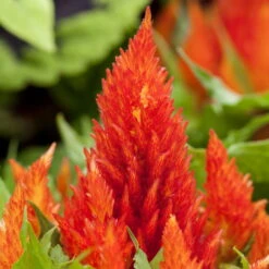 Pflanzenset 'Spätsommer-Gold' Gelb-orange, Topf-Ø 12 Cm, 4er-Set -Gartentopf Geschäft 0615400008 KB Spaetsommer Gold T12 4erSet orange gelb 6 126539