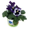 Stiefmütterchen Blau, Sorte Nach Verfügbarkeit, Topf-Ø 12 Cm, 6er-Set -Gartentopf Geschäft 0620200083 Viola wittr blau mit Auge T12 86280