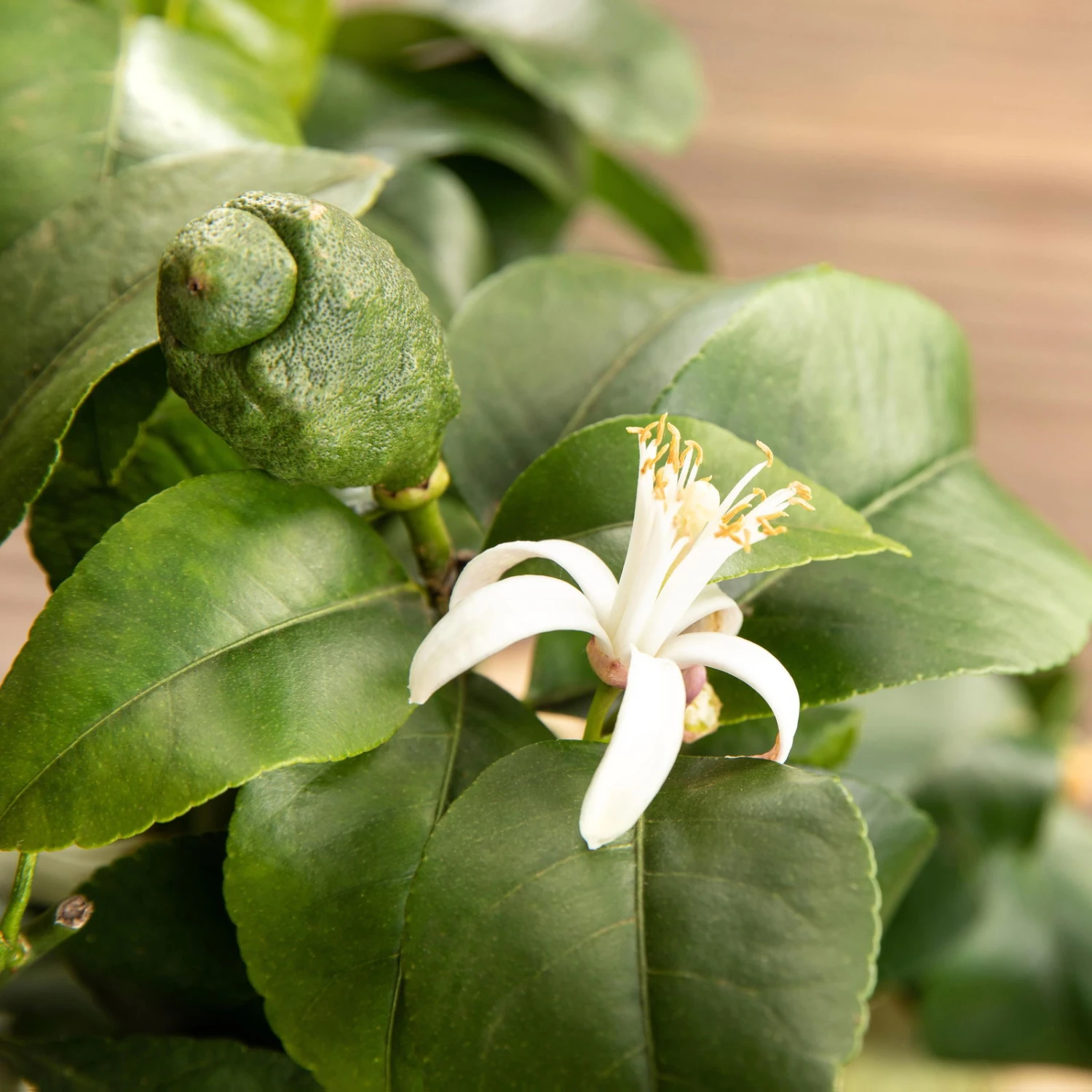 Zitronenbaum, Stamm, Topf-Ø 22 Cm, Höhe Ca. 70 Cm 6 Zitronenbaum, Stamm, Topf-Ø 22 Cm, Höhe Ca. 70 Cm – Bild 4