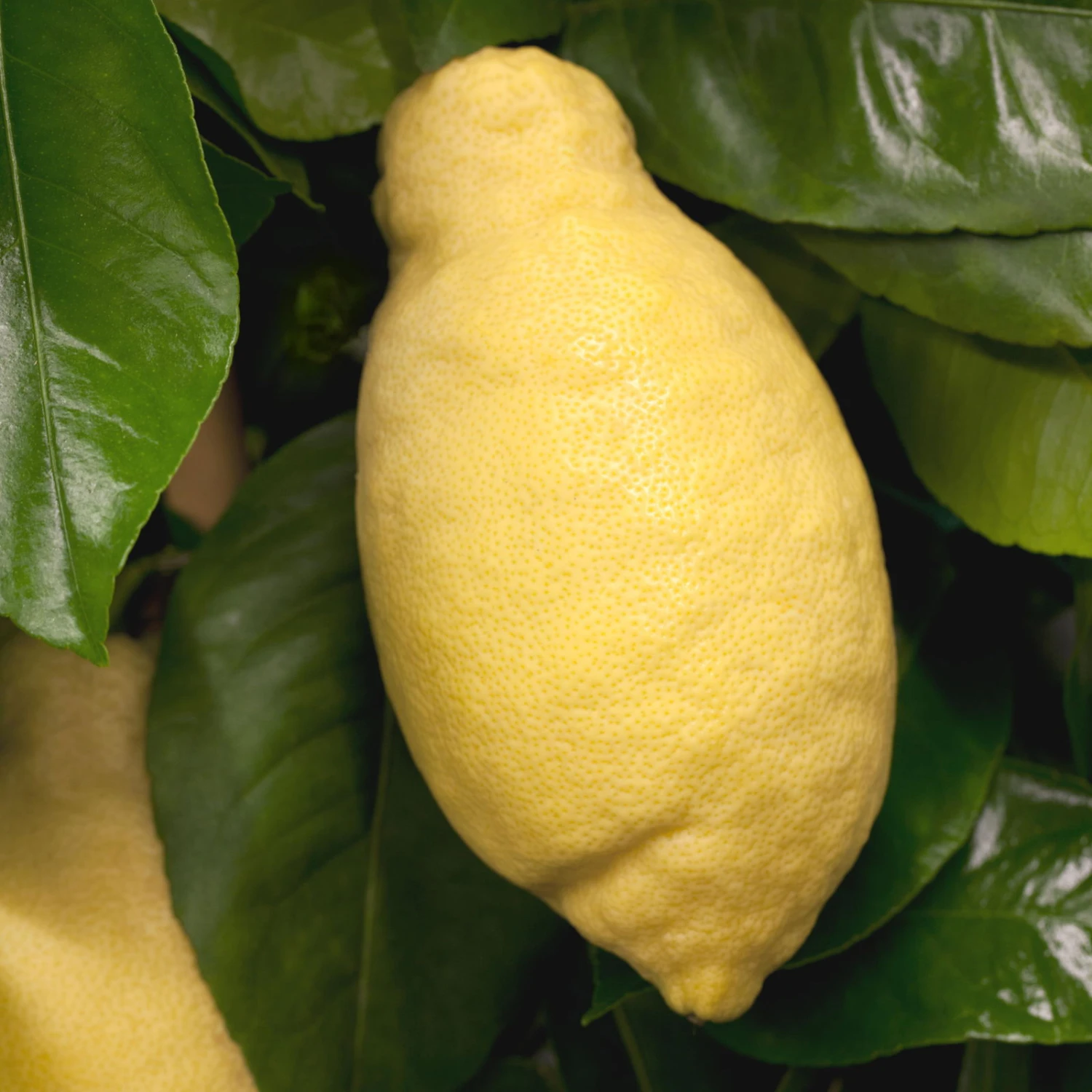 Zitronenbaum, Stamm, Topf-Ø 22 Cm, Höhe Ca. 70 Cm 5 Zitronenbaum, Stamm, Topf-Ø 22 Cm, Höhe Ca. 70 Cm – Bild 3