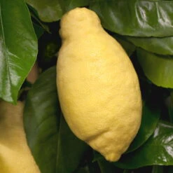 Zitronenbaum, Mini-Stamm, Topf-Ø 15 Cm, Höhe Ca. 40 Cm -Gartentopf Geschäft 0630100481 Citrus limon Frucht am Zweig GS426522 Citrus limon 77067