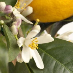 Meyers Zitrone, Stamm,Topf-Ø 20 Cm, Höhe Ca. 60 Cm 7 Meyers Zitrone, Stamm,Topf-Ø 20 Cm, Höhe Ca. 60 Cm -Gartentopf Geschäft 0630100733 KB Citrus limon Stamm T15 H40 Meyeri farbiger Topf WS 2 98121