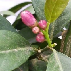 Zitrone 'Rosso', Topf-Ø 22 Cm -Gartentopf Geschäft 0630200006 Citrus limon Stamm T20 H60 80 Rosso 4 78899