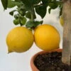 Zitronenbaum, Stamm, Topf-Ø 22 Cm, Höhe Ca. 70 Cm 2 Zitronenbaum, Stamm, Topf-Ø 22 Cm, Höhe Ca. 70 Cm -Gartentopf Geschäft 0630200009 Citrus limon Stamm 6 104267