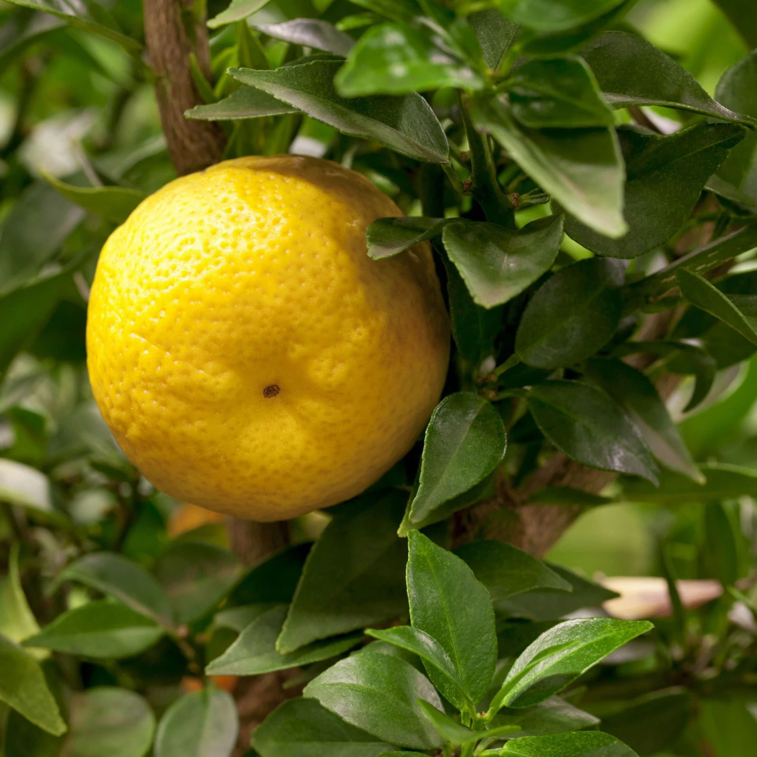 Citrus Myrtifolia, Stamm, Topf-Ø 20 Cm, Höhe Ca. 60 Cm 10 Citrus Myrtifolia, Stamm, Topf-Ø 20 Cm, Höhe Ca. 60 Cm – Bild 8