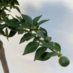 Citrus Myrtifolia, Stamm, Topf-Ø 20 Cm, Höhe Ca. 60 Cm 23 Citrus Myrtifolia, Stamm, Topf-Ø 20 Cm, Höhe Ca. 60 Cm -Gartentopf Geschäft 0630400005 Citrus myrtifolia Stamm T20 7 104276