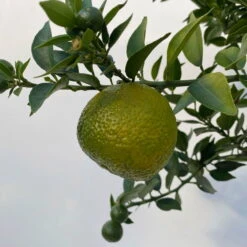 Citrus Myrtifolia, Stamm, Topf-Ø 20 Cm, Höhe Ca. 60 Cm 22 Citrus Myrtifolia, Stamm, Topf-Ø 20 Cm, Höhe Ca. 60 Cm -Gartentopf Geschäft 0630400005 Citrus myrtifolia Stamm T20 8 104275