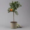 Citrus Myrtifolia, Stamm, Topf-Ø 20 Cm, Höhe Ca. 60 Cm -Gartentopf Geschäft 0630400005 Citrus myrtifolia Stamm T20 Chinotto H60 1 125605