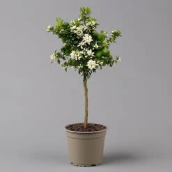 Citrus Myrtifolia, Stamm, Topf-Ø 20 Cm, Höhe Ca. 60 Cm 16 Citrus Myrtifolia, Stamm, Topf-Ø 20 Cm, Höhe Ca. 60 Cm -Gartentopf Geschäft 0630400005 Citrus myrtifolia Stamm T20 Chinotto H60 2 125609