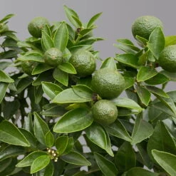 Citrus Myrtifolia, Stamm, Topf-Ø 20 Cm, Höhe Ca. 60 Cm 19 Citrus Myrtifolia, Stamm, Topf-Ø 20 Cm, Höhe Ca. 60 Cm -Gartentopf Geschäft 0630400005 Citrus myrtifolia Stamm T20 Chinotto H60 5 125608