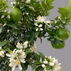 Citrus Myrtifolia, Stamm, Topf-Ø 20 Cm, Höhe Ca. 60 Cm 17 Citrus Myrtifolia, Stamm, Topf-Ø 20 Cm, Höhe Ca. 60 Cm -Gartentopf Geschäft 0630400005 Citrus myrtifolia Stamm T20 Chinotto H60 7 125607