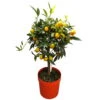 Kumquat, Stämmchen, Topf-Ø 20 Cm, Höhe Ca. 60-70 Cm -Gartentopf Geschäft 0630400015 Citrus fort margarita Stamm T20 H60 70 Kumquat farbiger Topf 2 79071