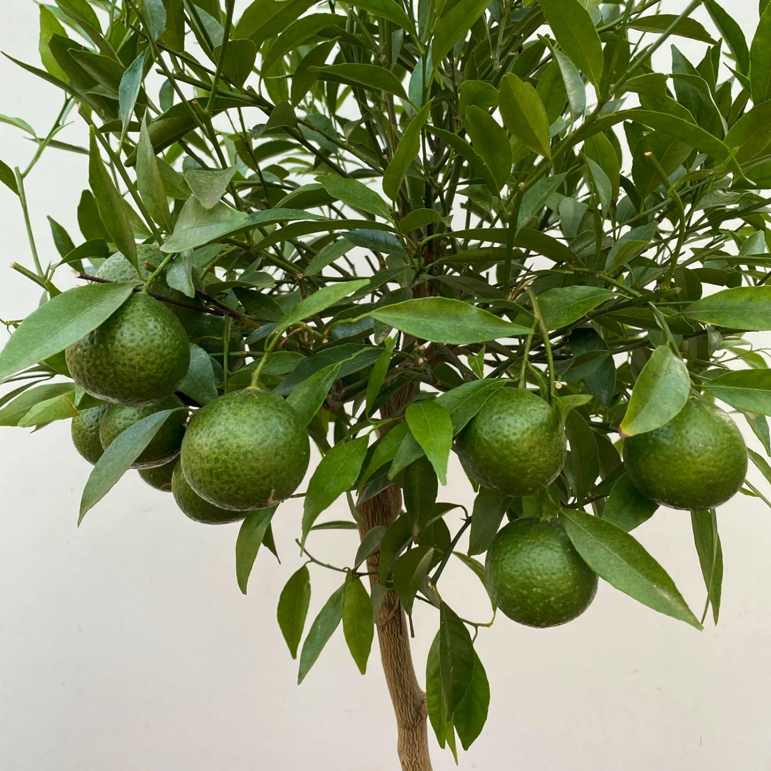 Mandarinenbaum, Stamm, Topf-Ø Ca. 24 Cm, Höhe Ca. 140 Cm 5 Mandarinenbaum, Stamm, Topf-Ø Ca. 24 Cm, Höhe Ca. 140 Cm – Bild 3