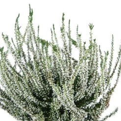Knospenheide, Weiß, Topf-Ø 10,5/11 Cm, 8er-Set -Gartentopf Geschäft 0650100464 Calluna vulgaris Knospenblueher weiss 6er Set WS 95900