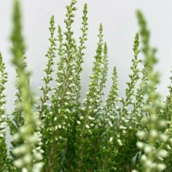 Knospenheide, Weiß, Topf-Ø 10,5/11 Cm, 8er-Set -Gartentopf Geschäft 0650100464 Calluna vulgaris Knospenblueher weiss 8er Set 10 112654