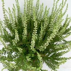 Knospenheide, Weiß, Topf-Ø 10,5/11 Cm, 8er-Set -Gartentopf Geschäft 0650100464 Calluna vulgaris Knospenblueher weiss 8er Set 12 112652