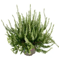 Knospenheide, Weiß, Topf-Ø 10,5/11 Cm, 8er-Set -Gartentopf Geschäft 0650100464 Calluna vulgaris Knospenblueher weiss 8er Set 8 112737