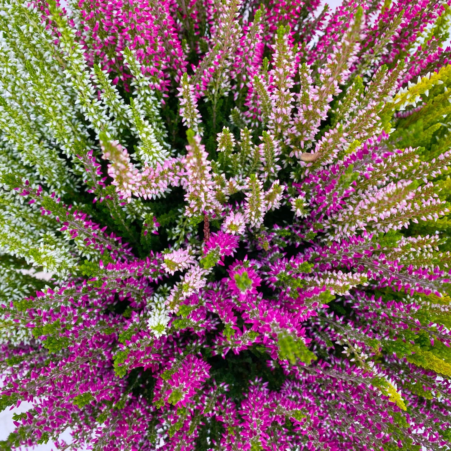 Knospenheide 'High Five®' Fünffarbig, Schalen-Ø 23 Cm 3 Knospenheide 'High Five®' Fünffarbig, Schalen-Ø 23 Cm