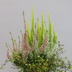 Heidepflanzen Mix, Topf-Ø 10,5 Cm, 6er-Set -Gartentopf Geschäft 0651200008 Heide Mix T10 5 H20 1 97304