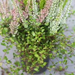 Heidepflanzen Mix, Topf-Ø 10,5 Cm, 6er-Set -Gartentopf Geschäft 0651200008 Heide Mix T10 5 H20 6 97305