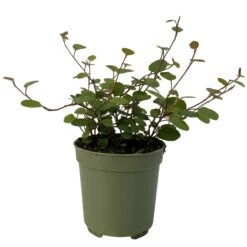 Mühlenbeckia, Mini, Topf-Ø 6 Cm, 12er-Set -Gartentopf Geschäft 0664400077 M hlenbeckia T6 2 116170