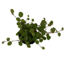 Mühlenbeckia, Mini, Topf-Ø 6 Cm, 12er-Set -Gartentopf Geschäft 0664400077 M hlenbeckia T6 5 116171