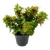 Abelie 'Little Lady', Mini, Topf-Ø 6 Cm, 12er-Set 2 Abelie 'Little Lady', Mini, Topf-Ø 6 Cm, 12er-Set -Gartentopf Geschäft 0664400087 Abelia grandiflora Little Lady T6 gruenlaubig 12er Set 5 2a 116211
