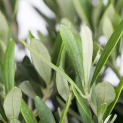 Olivenbaum, Stamm, Topf-Ø 60 Cm, Höhe Ca. 170 Cm -Gartentopf Geschäft 0680200048 0680200051 0680200054 0680200057 0680200061 0680200075 Koelle Olea europaea Busch 76777