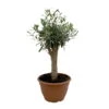 Olivenbaum 'Bonsai', Topf-Ø 25 Cm, Höhe Ca. 55 Cm -Gartentopf Geschäft 0680200048 Koelle Olea europaea Schale T25 4 104346