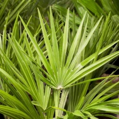 Chamaerops Humilis, Topf-Ø 22 Cm, Höhe Ca. 70 Cm -Gartentopf Geschäft 0680300018 0680300116 0680300138 Chamaerops humilis 1 78543