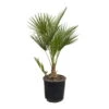Chamaerops Humilis 'Sicilia', Topf-Ø 22 Cm, Höhe Ca. 80 Cm 1 Chamaerops Humilis 'Sicilia', Topf-Ø 22 Cm, Höhe Ca. 80 Cm -Gartentopf Geschäft 0680300046 Chamaerops humilis T22 Sicilia Vulcano 6 106015
