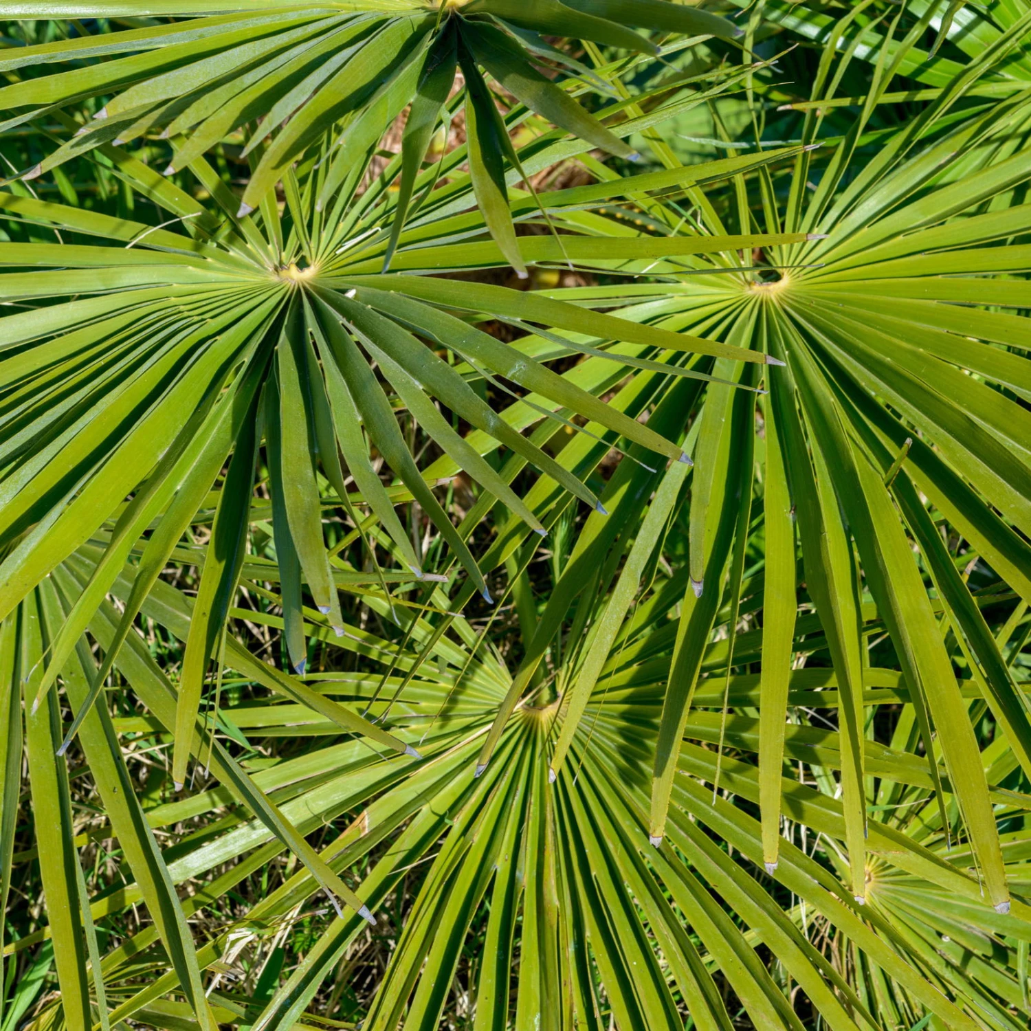 Hanfpalme, Topf-Ø 60 Cm, Höhe Ca. 180 Cm 3 Hanfpalme, Topf-Ø 60 Cm, Höhe Ca. 180 Cm