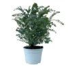 Eukalyptus 'Baby Blue', Busch, Topf-Ø 20 Cm