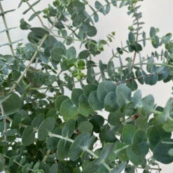 Eukalyptus 'Baby Blue', Busch, Topf-Ø 20 Cm -Gartentopf Geschäft 0680400059 Eukalyptus gunnii Busch T20 Baby Blue WS 5 98460