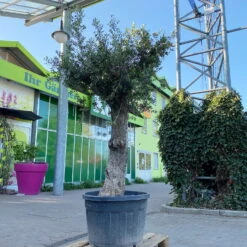 Olivenbaum, Stamm, Topf-Ø 60 Cm, Höhe Ca. 170 Cm -Gartentopf Geschäft 0681300001 Koelle Olea europaea Solitaer Stamm T60 H250 1 125592