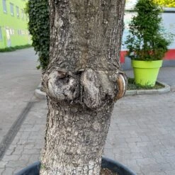 Olivenbaum, Stamm, Topf-Ø 60 Cm, Höhe Ca. 170 Cm -Gartentopf Geschäft 0681300001 olea europaea solitaer stamm 5 122299