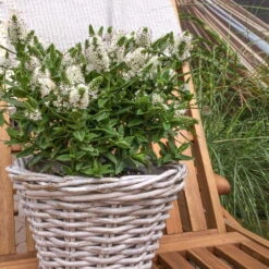 Hebe Weiß, Topf-Ø 19 Cm, 2er-Set 7 Hebe Weiß, Topf-Ø 19 Cm, 2er-Set -Gartentopf Geschäft 0690100082 koelle hebe t19 weiss jenna 1 68805