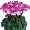Alpenveilchen 'Indiaka® Lila-weiß Geflammt, Topf-Ø 12 Cm, 3er-Set -Gartentopf Geschäft 0690100292 Koelle Cyclame Indiaka Bright Purple geflammt 6er Set 79803