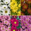 Chrysanthemen 'Swifty', Farben Zufällig, Topf-Ø 12 Cm, 6er-Set -Gartentopf Geschäft 0690110264 Chrysanthemum indicum Swifty nach Verfuegbarkeit 6er Set 112875