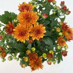 Chrysanthemen, Farben Nach Verfügbarkeit, Topf-Ø 10,5 Cm, 8er-Set -Gartentopf Geschäft 0690120044 Chrysanthemum multiflora 8er Set bronze 6 112610