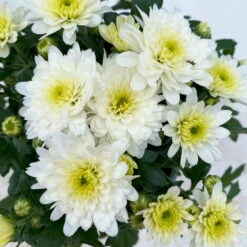 Chrysanthemen, Farben Nach Verfügbarkeit, Topf-Ø 10,5 Cm, 8er-Set -Gartentopf Geschäft 0690120045 Chrysanthemum multiflora 8er Set weiss 5 112611