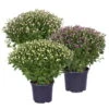 Chrysanthemen-Busch, Lila-rosa-weiß, Topf-Ø 19 Cm, 3er-Set 2 Chrysanthemen-Busch, Lila-rosa-weiß, Topf-Ø 19 Cm, 3er-Set -Gartentopf Geschäft 0690130127 frei 82237